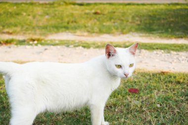 Çarpıcı beyaz bir kedi zarif bir şekilde canlı yeşil bir çayırda duruyor. Büyüleyici bakışları ve el değmemiş kürkü unutulmaz bir görüntü oluşturuyor..