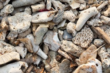 Kumsala saçılmış çeşitli mercan parçalarının ve deniz kabuklarının yakın görüntüsü. Resim doğal elementlerin dokularını ve renklerini gösteriyor.