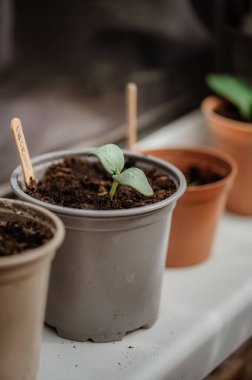 Yeniden kullanılabilir saksılarda fidanlar yetişiyor. 