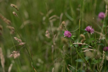 Yazın yüksek bir çimenlikteki yonca kır çiçekleri. Yumuşak odaklı, renkli, sanatsal bir resim.