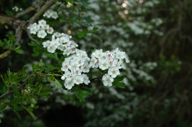Parkta açan beyaz ağaçlar. yeşil arka plan. Boşluğu kopyala.