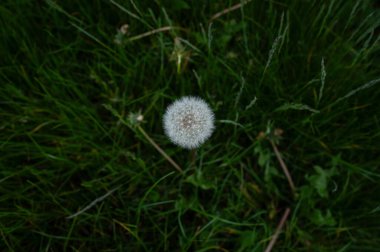 Yeşil arka planda karahindiba. Üst görünüm ve kopyalama alanı.