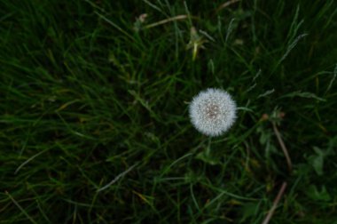Yeşil arka planda karahindiba. Üst görünüm ve kopyalama alanı.