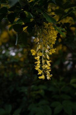 İlkbaharda, ortak altın yağmur (Laburnum anagyroides) doğada koyu bir zemin üzerinde çiçek açar..