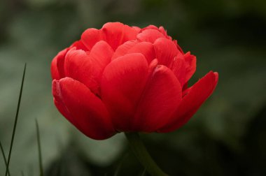Kırmızı lale Terry Miranda Green 'in geçmişi. Yüksek kalite fotoğraf
