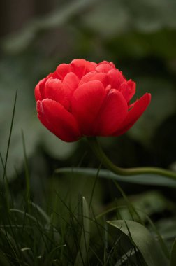 Kırmızı lale Terry Miranda Green 'in geçmişi. Yüksek kalite fotoğraf