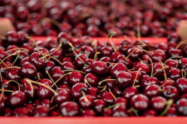 Parlak kırmızı kirazlar taze toplanmış ve bol bol sergilenmiş. Sağlıklı beslenme kavramlarını göstermek için ideal., 