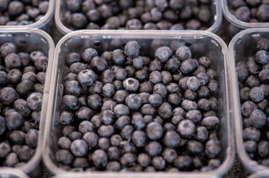  Meyve pazarında plastik tepsilerde sunulan olgun yaban mersinlerinin ayrıntılı görüntüsü.