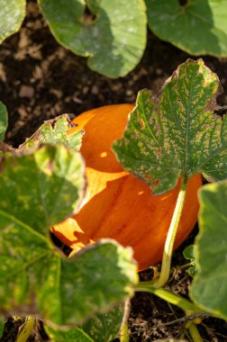  Koyu yeşil bahçe yapraklarına gömülmüş parlak turuncu bir balkabağı..