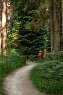  Uzun ağaçlarla dolu bir ormanın içinden geçen eğri bir patika. Yüksek kalite fotoğraf