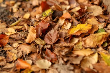 Sonbahar yapraklarından yapılmış renkli ve parlak bir arka plan. Yüksek kalite fotoğraf