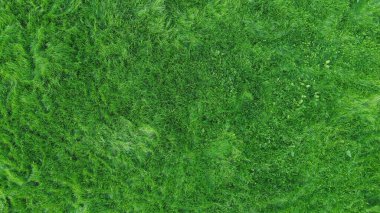 yeşil yosun dokusu arkaplanı