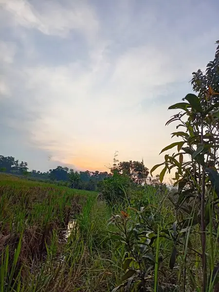 MATAHARI TERBENAM DI TENGAH SAWAH