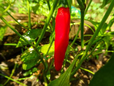 Bahçede canlı kırmızı biber yetişiyor..