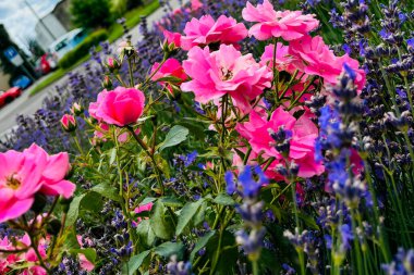 Mor lavanta çiçekleriyle çevrili göz kamaştırıcı pembe güller yol kenarında bir bahçede yakalanmış. Renkli karşıtlık ve yemyeşil görsel olarak çekici ve huzurlu bir sahne yaratır..