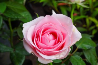 Zarif taç yapraklarıyla çiçeklenmiş güzel pembe bir gül, arka planda doğal yeşil yaprakları olan bir bahçede yakalandı..