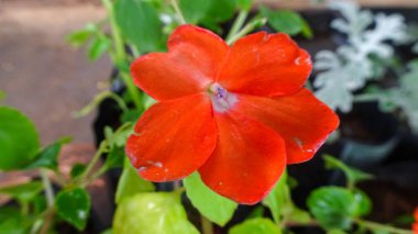 Zarif taç yaprakları ile canlı kırmızı bir çiçek yakın plan, zengin yeşil yapraklar üzerine kurulmuş. Çarpıcı kontrastlar ve karmaşık detaylar bunu çarpıcı bir doğa fotoğrafı yapıyor..