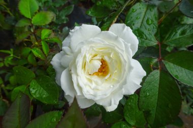 Çiçek açmış el değmemiş beyaz bir gül, canlı sarı bir merkezi ve yeşil yaprakları ve yaprakları üzerinde parıldayan su damlacıkları var..