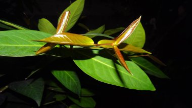 Bir bitkinin üzerindeki taze, parlak yaprakların yakın çekimi. Titrek bronz filizler koyu arka plan ve olgun yeşil yapraklara çarpıcı bir şekilde çarpar..