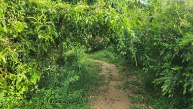 Bereketli tropikal yeşillikler arasında süzülen sakin bir toprak yol, sarkık dallar ve yoğun yapraklarla gölgeleniyor..