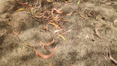 Toz toprak üzerindeki kıvrımlı kahverengi yapraklar sonbahar çürümesini, doğal dokuları ve ormandaki mevsimsel geçişleri çağrıştırıyor..