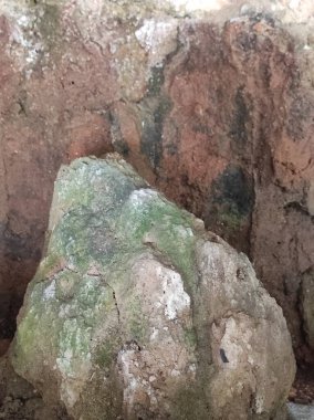 yeşil yosun dokusu arkaplanı