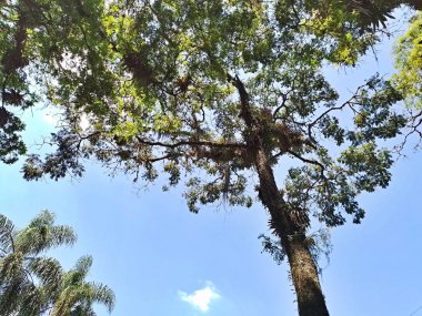 Carmo Park Olavo the Setbal, şehrin yoğun nüfuslu doğu bölgesinde kalan az sayıdaki yeşil alandan biridir. Bölgede çeşitli bir bitki örtüsünün yanı sıra Atlantik Ormanı 'ndan gelen zengin bir hayvan barınağı ve yiyecek barındırıyor. 