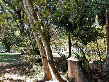 Carmo Park Olavo the Setbal, şehrin yoğun nüfuslu doğu bölgesinde kalan az sayıdaki yeşil alandan biridir. Bölgede çeşitli bir bitki örtüsünün yanı sıra Atlantik Ormanı 'ndan gelen zengin bir hayvan barınağı ve yiyecek barındırıyor. 