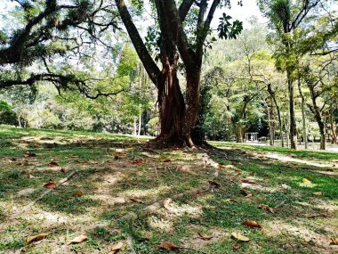 Carmo Park Olavo the Setbal, şehrin yoğun nüfuslu doğu bölgesinde kalan az sayıdaki yeşil alandan biridir. Bölgede çeşitli bir bitki örtüsünün yanı sıra Atlantik Ormanı 'ndan gelen zengin bir hayvan barınağı ve yiyecek barındırıyor. 