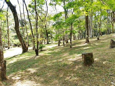 Carmo Park Olavo the Setbal, şehrin yoğun nüfuslu doğu bölgesinde kalan az sayıdaki yeşil alandan biridir. Bölgede çeşitli bir bitki örtüsünün yanı sıra Atlantik Ormanı 'ndan gelen zengin bir hayvan barınağı ve yiyecek barındırıyor. 