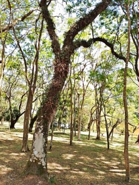 Carmo Park Olavo the Setbal, şehrin yoğun nüfuslu doğu bölgesinde kalan az sayıdaki yeşil alandan biridir. Bölgede çeşitli bir bitki örtüsünün yanı sıra Atlantik Ormanı 'ndan gelen zengin bir hayvan barınağı ve yiyecek barındırıyor. 