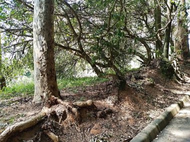 Carmo Park Olavo the Setbal, şehrin yoğun nüfuslu doğu bölgesinde kalan az sayıdaki yeşil alandan biridir. Bölgede çeşitli bir bitki örtüsünün yanı sıra Atlantik Ormanı 'ndan gelen zengin bir hayvan barınağı ve yiyecek barındırıyor. 