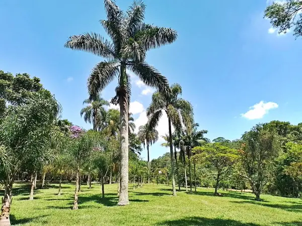 Carmo Park Olavo the Setbal, şehrin yoğun nüfuslu doğu bölgesinde kalan az sayıdaki yeşil alandan biridir. Bölgede çeşitli bir bitki örtüsünün yanı sıra Atlantik Ormanı 'ndan gelen zengin bir hayvan barınağı ve yiyecek barındırıyor. 