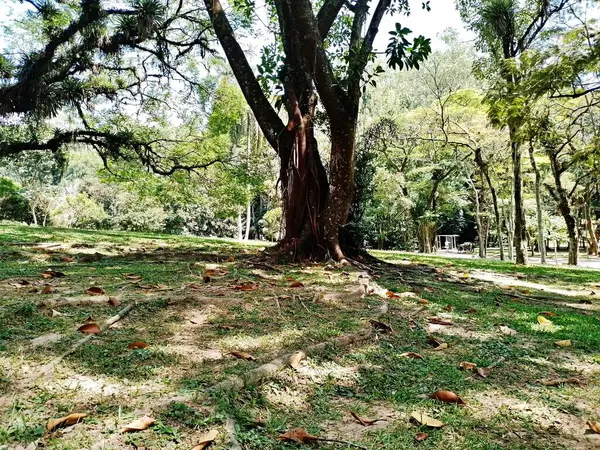 Carmo Park Olavo the Setbal, şehrin yoğun nüfuslu doğu bölgesinde kalan az sayıdaki yeşil alandan biridir. Bölgede çeşitli bir bitki örtüsünün yanı sıra Atlantik Ormanı 'ndan gelen zengin bir hayvan barınağı ve yiyecek barındırıyor. 
