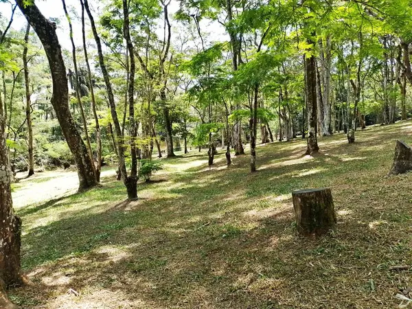 Carmo Park Olavo the Setbal, şehrin yoğun nüfuslu doğu bölgesinde kalan az sayıdaki yeşil alandan biridir. Bölgede çeşitli bir bitki örtüsünün yanı sıra Atlantik Ormanı 'ndan gelen zengin bir hayvan barınağı ve yiyecek barındırıyor. 