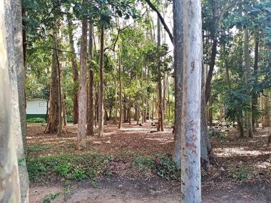 Parque do Piqueri, Brezilya 'nın So Paulo eyaletinin Tatuap semtinde yer alan bir parktır. 97.272 metrekarelik bir alana ve büyük ağaçlara kadar uzanan küçük çalılıklara sahiptir..