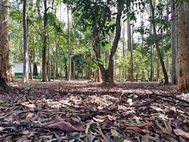 Parque do Piqueri, Brezilya 'nın So Paulo eyaletinin Tatuap semtinde yer alan bir parktır. 97.272 metrekarelik bir alana ve büyük ağaçlara kadar uzanan küçük çalılıklara sahiptir..