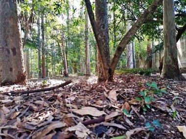 Parque do Piqueri, Brezilya 'nın So Paulo eyaletinin Tatuap semtinde yer alan bir parktır. 97.272 metrekarelik bir alana ve büyük ağaçlara kadar uzanan küçük çalılıklara sahiptir..