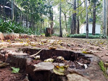 Parque do Piqueri, Brezilya 'nın So Paulo eyaletinin Tatuap semtinde yer alan bir parktır. 97.272 metrekarelik bir alana ve büyük ağaçlara kadar uzanan küçük çalılıklara sahiptir..