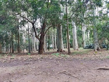 Parque do Piqueri, Brezilya 'nın So Paulo eyaletinin Tatuap semtinde yer alan bir parktır. 97.272 metrekarelik bir alana ve büyük ağaçlara kadar uzanan küçük çalılıklara sahiptir..