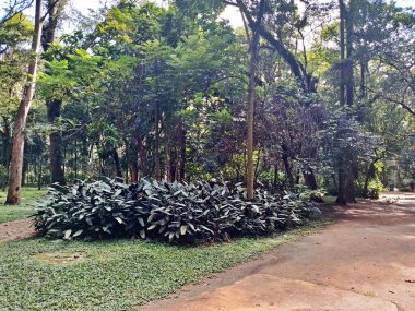 Parque do Piqueri, Brezilya 'nın So Paulo eyaletinin Tatuap semtinde yer alan bir parktır. 97.272 metrekarelik bir alana ve büyük ağaçlara kadar uzanan küçük çalılıklara sahiptir..