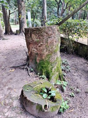 Parque do Piqueri, Brezilya 'nın So Paulo eyaletinin Tatuap semtinde yer alan bir parktır. 97.272 metrekarelik bir alana ve büyük ağaçlara kadar uzanan küçük çalılıklara sahiptir..