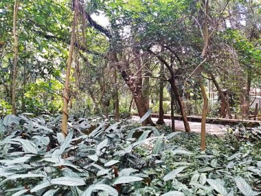 Parque do Piqueri, Brezilya 'nın So Paulo eyaletinin Tatuap semtinde yer alan bir parktır. 97.272 metrekarelik bir alana ve büyük ağaçlara kadar uzanan küçük çalılıklara sahiptir..