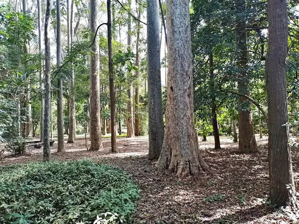 Parque do Piqueri, Brezilya 'nın So Paulo eyaletinin Tatuap semtinde yer alan bir parktır. 97.272 metrekarelik bir alana ve büyük ağaçlara kadar uzanan küçük çalılıklara sahiptir..