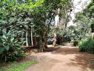 Parque do Piqueri, Brezilya 'nın So Paulo eyaletinin Tatuap semtinde yer alan bir parktır. 97.272 metrekarelik bir alana ve büyük ağaçlara kadar uzanan küçük çalılıklara sahiptir..