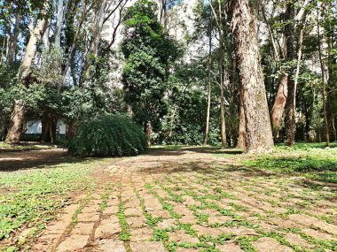 Parque do Piqueri, Brezilya 'nın So Paulo eyaletinin Tatuap semtinde yer alan bir parktır. 97.272 metrekarelik bir alana ve büyük ağaçlara kadar uzanan küçük çalılıklara sahiptir..