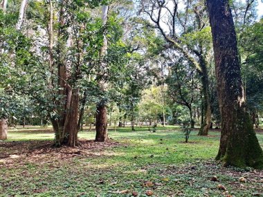 Parque do Piqueri, Brezilya 'nın So Paulo eyaletinin Tatuap semtinde yer alan bir parktır. 97.272 metrekarelik bir alana ve büyük ağaçlara kadar uzanan küçük çalılıklara sahiptir..
