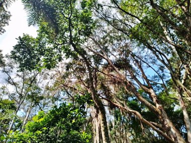 Parque do Piqueri, Brezilya 'nın So Paulo eyaletinin Tatuap semtinde yer alan bir parktır. 97.272 metrekarelik bir alana ve büyük ağaçlara kadar uzanan küçük çalılıklara sahiptir..