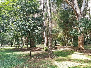 Parque do Piqueri, Brezilya 'nın So Paulo eyaletinin Tatuap semtinde yer alan bir parktır. 97.272 metrekarelik bir alana ve büyük ağaçlara kadar uzanan küçük çalılıklara sahiptir..