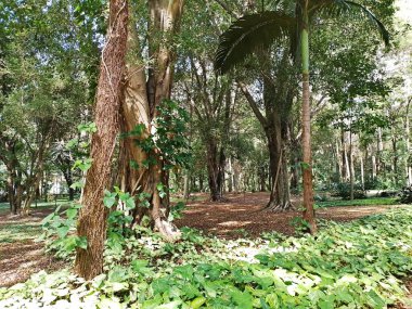 Parque do Piqueri, Brezilya 'nın So Paulo eyaletinin Tatuap semtinde yer alan bir parktır. 97.272 metrekarelik bir alana ve büyük ağaçlara kadar uzanan küçük çalılıklara sahiptir..